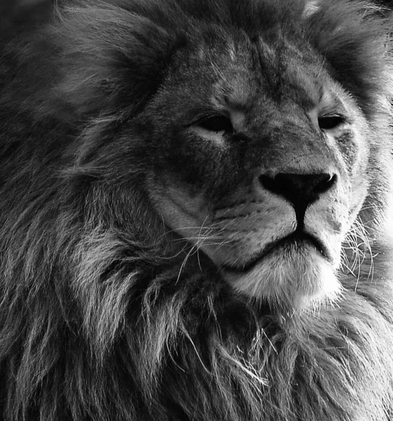 Gros Plan Sur Lion Porter Leo Est Prédateur Dangereux Grand — Photo