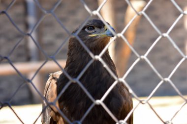 Bir kartalın ağ çitinden bakarken yakın çekimi. Kartal tehlikeli bir kuştur, büyük gagalı bir yırtıcı.