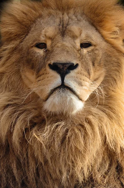 Красивый Портрет Величественного Льва Фоне Гор Лоб Лоб Портрет Льва — стоковое фото
