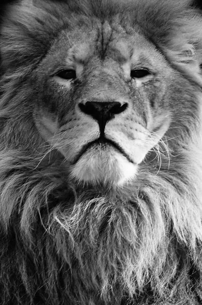 Hermoso Retrato Majestuoso León Sobre Fondo Las Montañas Troncos Retrato —  Fotos de Stock