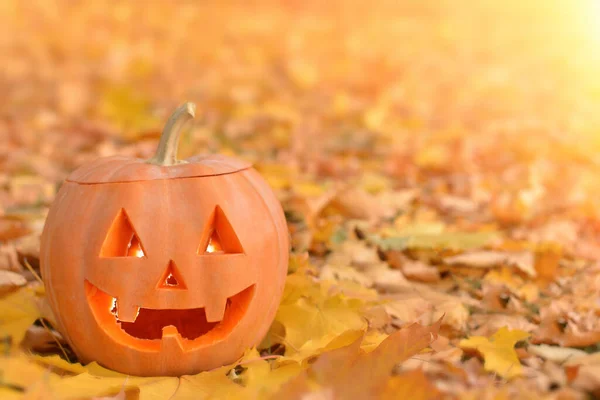 Abóbora Halloween Contexto Folhas Outono — Fotografia de Stock