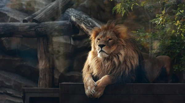 Красивый Портрет Величественного Льва Фоне Гор Бревен Лев Зоопарке — стоковое фото