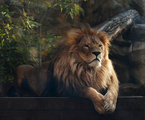 A beautiful portrait of a majestic lion against the background of mountains, logs. Lion in the zoo.