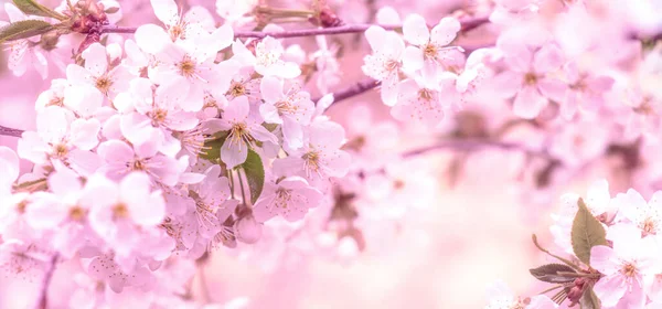 Прекрасні Гілки Квітучих Вишень Прекрасний Абстрактний Весняний Фон Прапор Копіювати Стокова Картинка