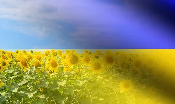 Mező Napraforgóval Mint Egy Nemzeti Ukrán Virág Hátterében Ukrán Zászló — Stock Fotó