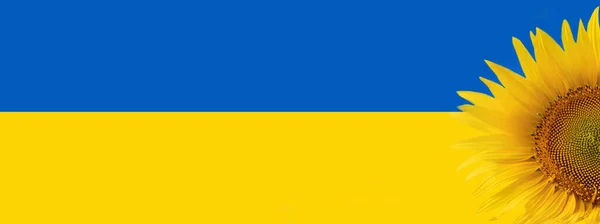 Słonecznik Ukraiński Kwiat Narodowy Tle Ukraińskiej Flagi Sztandar Przestrzeń Kopiowania — Zdjęcie stockowe