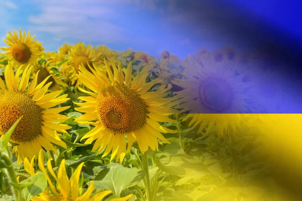 Een Veld Met Zonnebloemen Als Nationale Oekraïense Bloem Tegen Achtergrond — Stockfoto