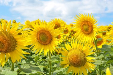 Ayçiçeği tarlaları ve mavi gökyüzü güneşli bir yaz gününde