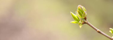 İlkbahar yaprakları, ilkbaharda dallarda tomurcuklar. Leylak. Bahar arkaplanı. Banner. Metin için alanı kopyala