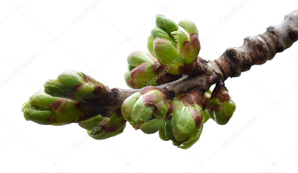 Buds and first spring leaves on a tree branch isolated on a white background.