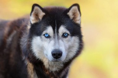 Bulanık çimenlerin arka planında mavi gözlü güzel Sibirya Husky köpeği