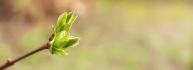 İlkbahar yaprakları, ilkbaharda dallarda tomurcuklar. Leylak. Bahar arkaplanı. Banner. Metin için alanı kopyala
