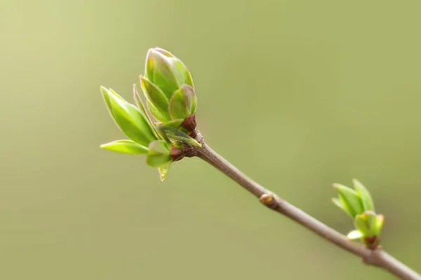 Prime Foglie Primavera Germogli Rami Primavera Lilla Sfondo Primavera Copia — Foto Stock