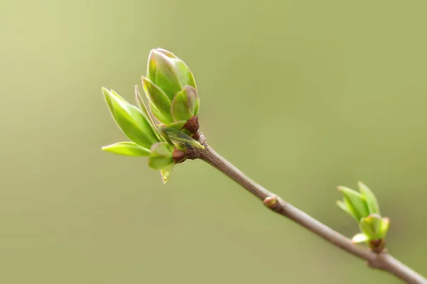 Перше Весняне Листя Бутони Гілках Навесні Бузковий Весняний Фон Копіювати Ліцензійні Стокові Фото