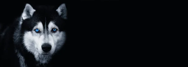 Прекрасний Сибірський Хаскі Собака Блакитними Очима Чорному Задньому Плані Copy Стокове Фото