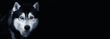 Siyah arka planda mavi ve kahverengi gözlü güzel Sibirya Husky köpeği. Banner. Metin için alanı kopyala. Siyah ve beyaz fotoğrafçılık