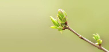 İlkbahar yaprakları, ilkbaharda dallarda tomurcuklar. Leylak. Bahar arka planı. Metin için alanı kopyala