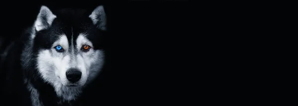 Beautiful Siberian Husky Dog Blue Brown Eyes Black Background Banner — Stock Photo, Image