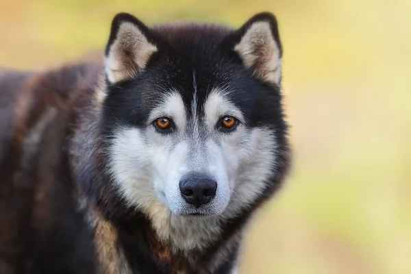 Bulanık Çimenlerin Üzerinde Kahverengi Gözlü Güzel Sibirya Husky Köpeği — Stok fotoğraf