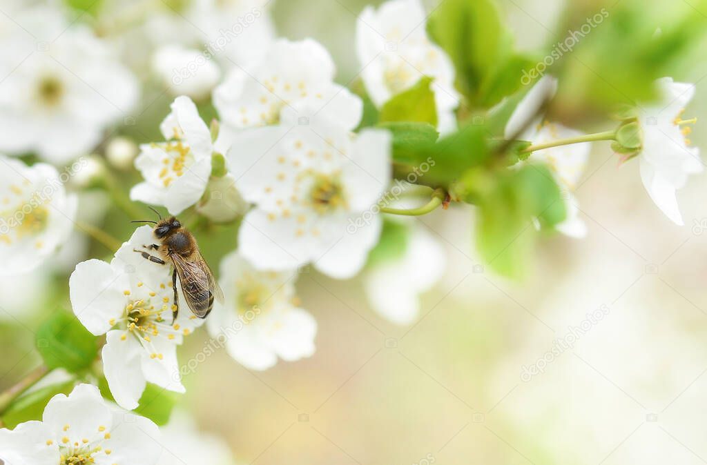 The bee sits on a flower of a bush blossoming cherry tree and pollinates him . Spring beautiful background.Copy space for text