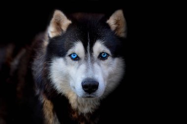 Siyah arka planda mavi gözlü güzel Sibirya Husky köpeği.