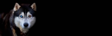 Siyah arka planda mavi ve kahverengi gözlü güzel Sibirya Husky köpeği. Banner. Metin için alanı kopyala