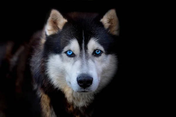 Mooie Siberische Husky Hond Met Blauwe Ogen Zwarte Achtergrond — Stockfoto