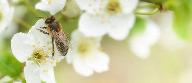 Arı, çiçek açan kiraz ağacının üzerinde oturur ve onu döller. Güzel bir arka plan. Uzayı mesaj olarak kopyala. Pankart