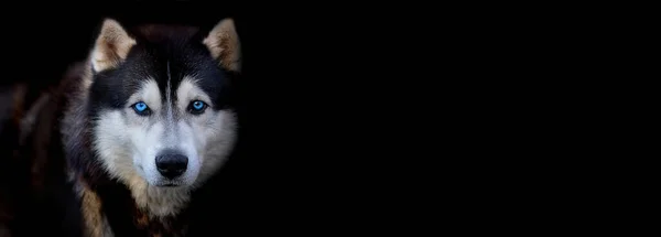 Bonito Cão Husky Siberiano Com Olhos Azuis Castanhos Fundo Preto — Fotografia de Stock