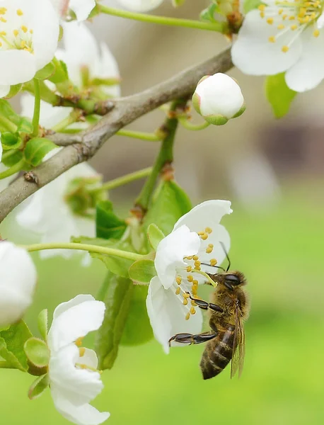 Bee Sits Flower Bush Blossoming Cherry Tree Pollinates Him Spring — Stock Photo, Image