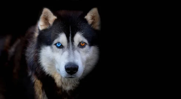 Гарний Сибірський Хаскі Собака Блакитними Коричневими Очима Чорному Фоні — стокове фото
