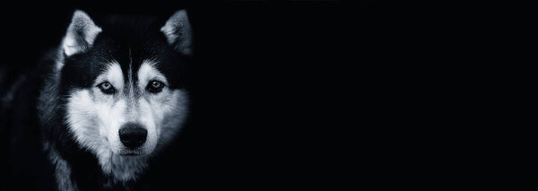Beautiful Siberian Husky dog on black background.Banner. Copy space for text.Black and white photography