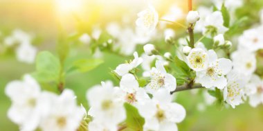 Beautiful branches of blossoming cherries. Beautiful abstract spring background. Copy space.Banner