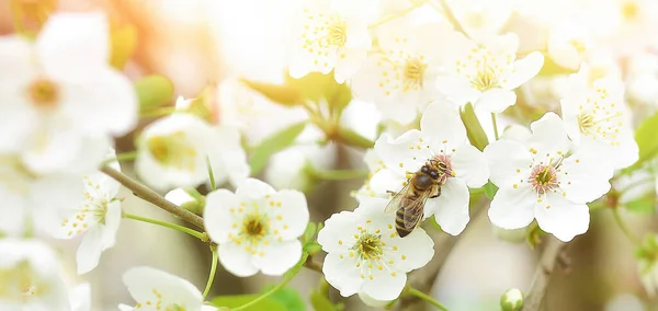 Bee Sits Flower Bush Blossoming Cherry Tree Pollinates Him Spring — Stock Photo, Image