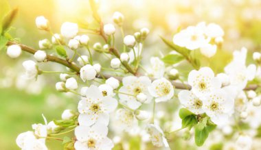 Çiçek açan kirazların güzel dalları. Güzel soyut bahar arkaplanı.