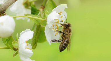 Arı, çiçek açan kiraz ağacının üzerinde oturur ve onu döller. Güzel bir arka plan. Uzayı mesaj olarak kopyala. Pankart