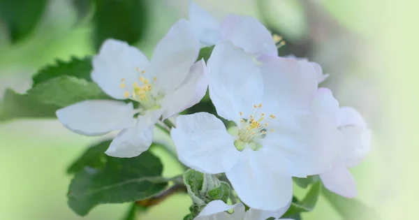 Blossoming Apple Tree Branches Spring Beautiful Spring Background — Fotografia de Stock