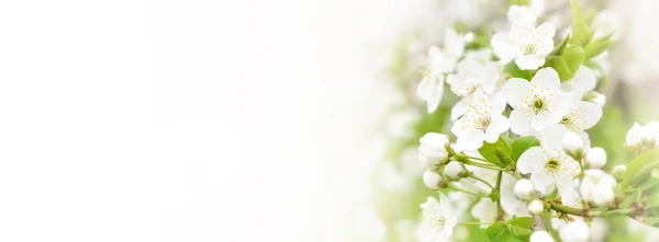 Beautiful Branches Blossoming Cherries Beautiful Abstract Spring Background Banner Copy — Stock Photo, Image