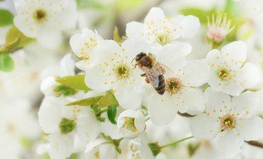 Arı, çiçek açan kiraz ağacının üzerinde oturur ve onu döller. Bahar çok güzel bir zemin. Bayrak.