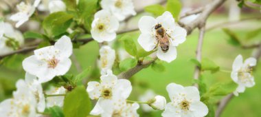 Arı, çiçek açan kiraz ağacının üzerinde oturur ve onu döller. Bahar çok güzel bir zemin. Bayrak.