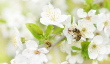 Arı, çiçek açan kiraz ağacının üzerinde oturur ve onu döller. Bahar çok güzel bir zemin. Bayrak.