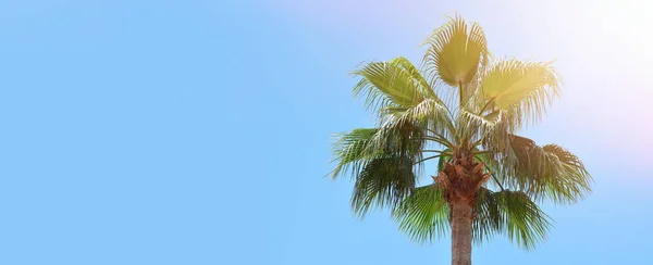 Beautiful Green Palm Tree Blue Sky Copy Space Banner — Stock Photo, Image