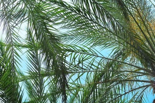 Leaves Palm Tree Blue Sky — Stock fotografie