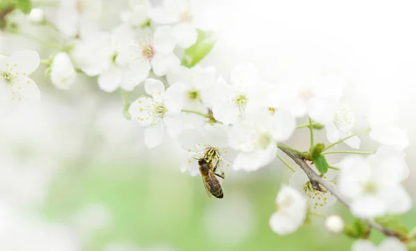 Die Biene Sitzt Auf Einer Blume Eines Buschblühenden Kirschbaums Und — Stockfoto
