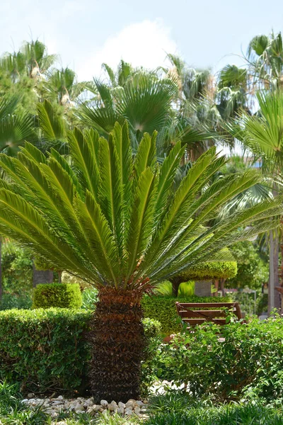 Beautiful Landscaped Resort Park Coconut Tree View Pineapple — ストック写真