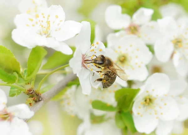 The bee sits on a flower of a bush blossoming cherry tree and pollinates him . Spring beautiful background.Banner