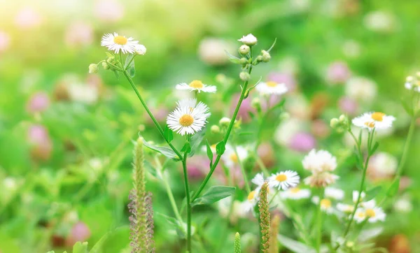 Summer Floral Landscape Chamomile Flowers Clover Meadow Copy Space —  Fotos de Stock