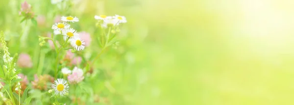 Summer Floral Landscape Chamomile Flowers Clover Meadow Banner Copy Space —  Fotos de Stock