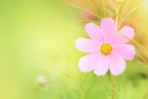 Kaunis Vaaleanpunainen Kosmos Kukka Pehmeällä Hämärtynyt Taustalla Vihreä Puutarha Kaunis — kuvapankkivalokuva