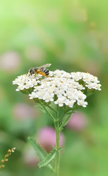 Close Honey Bee Collects Nectar Achillea Millefolium Yarrow Flower Background — Fotografia de Stock